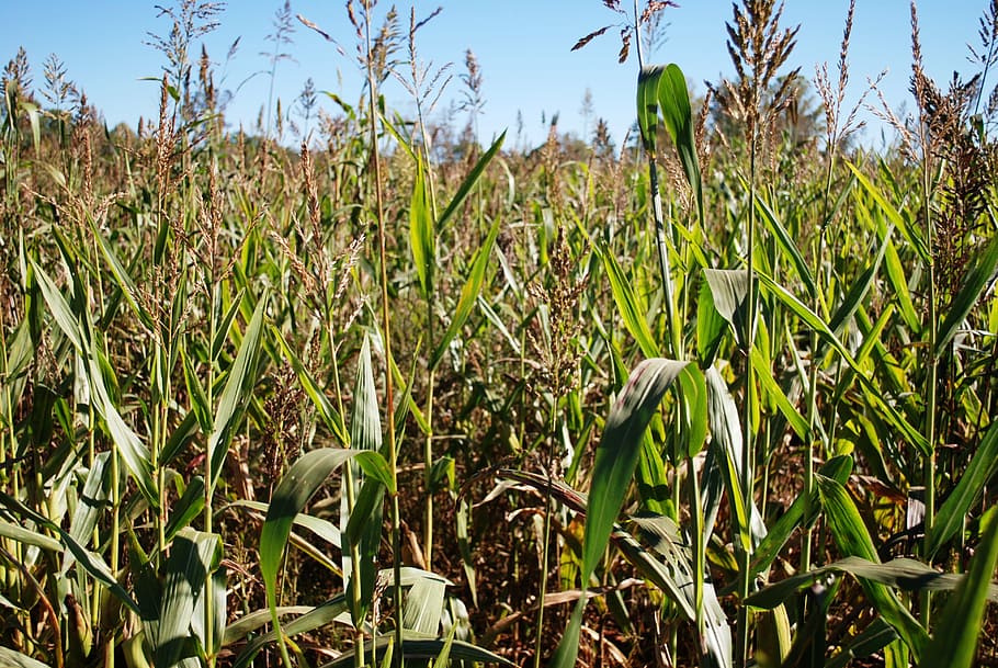 corn, maize, farm, agriculture, field, growth, plant, land HD wallpaper