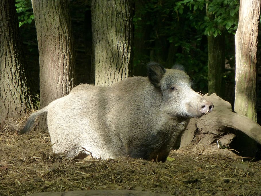 Boar, Sow, Animal, Forest, Nature, bristles, creature, mammal HD wallpaper