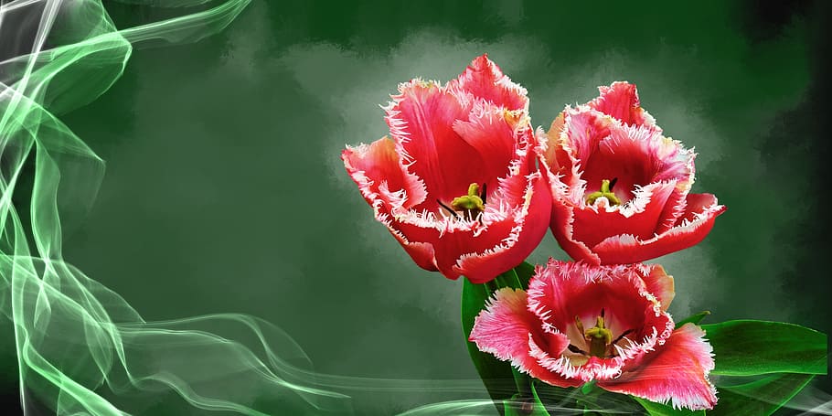 selective focus photo of red jagged tulip flowers, plant, blossom HD wallpaper