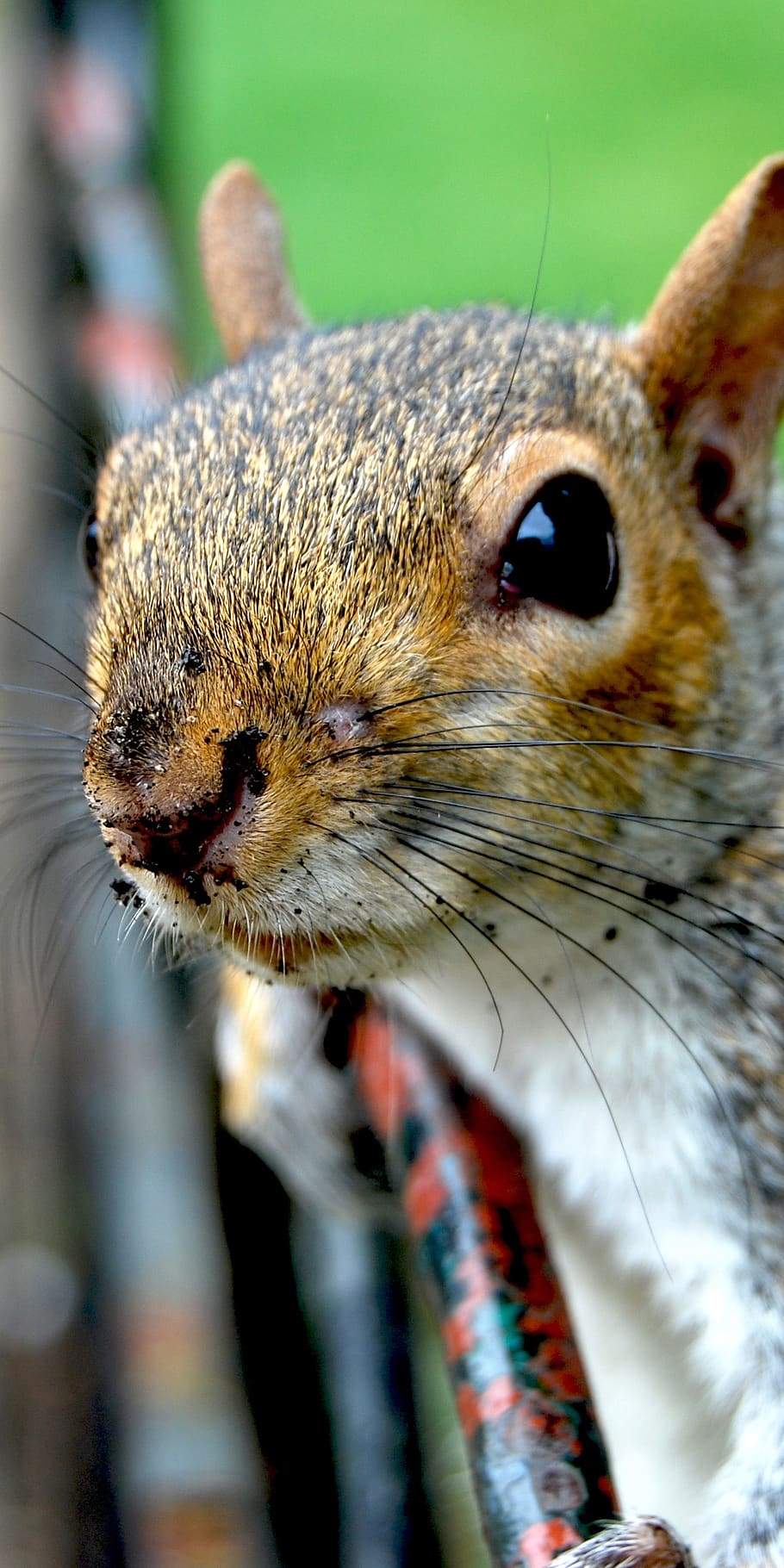 the squirrel, animal, park, animal portrait, messy muzzle, animal themes HD wallpaper
