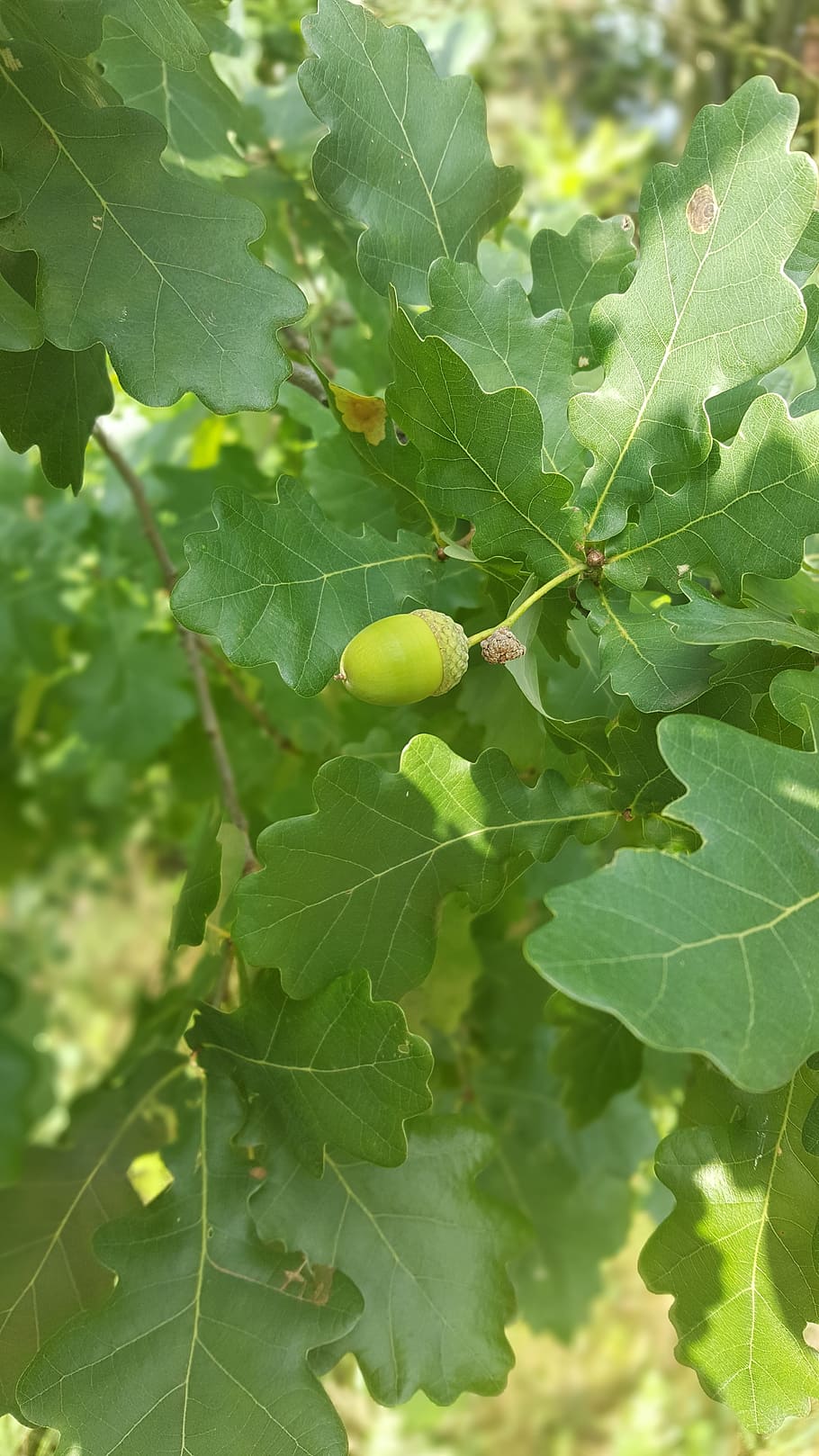 oak, acorns, autumn, nature, oak acorns, foliage, leaf, plant part HD wallpaper