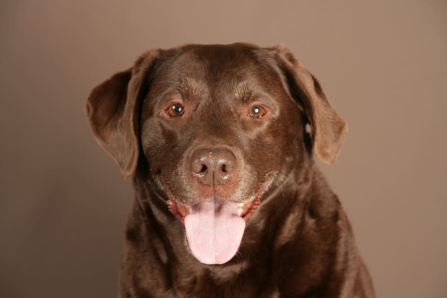 labrador, dog, animal, brown, pet, one animal, domestic, pets HD wallpaper