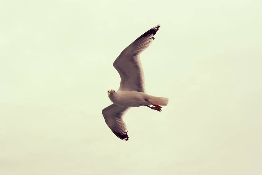 seagull, bird, ocean, water, animal, grunge, full length, mid-air HD wallpaper