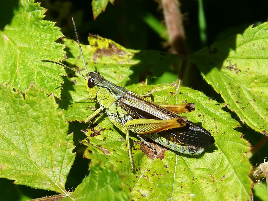 Grasshopper, Green, Leaf, animal themes, insect, animals in the wild HD wallpaper
