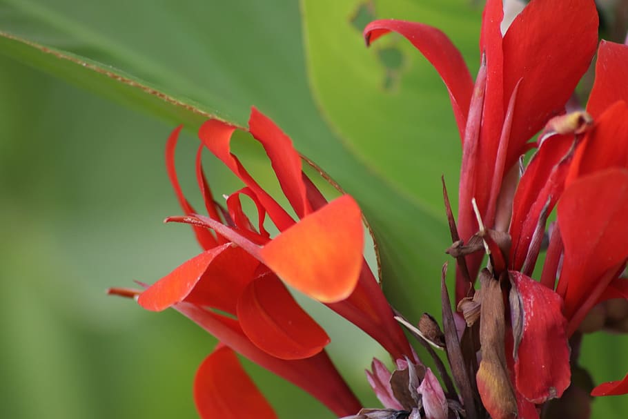 canna, flowers, cannaceae, red, plant, plants flowering, flowering plant HD wallpaper