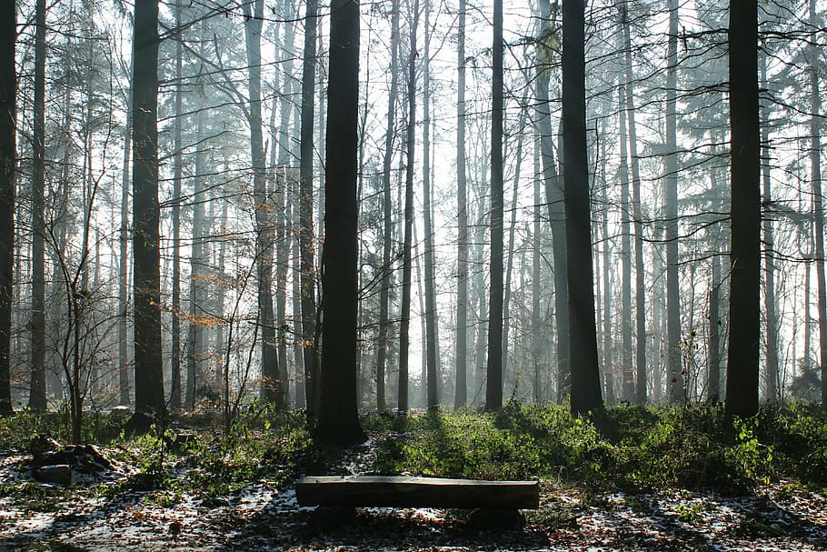 trees, bank, light, forest, fog, nature, plant, land, trunk HD wallpaper