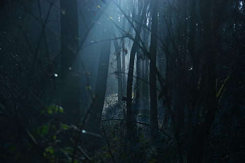 forest on night time high-saturated photography, dark, moody HD wallpaper