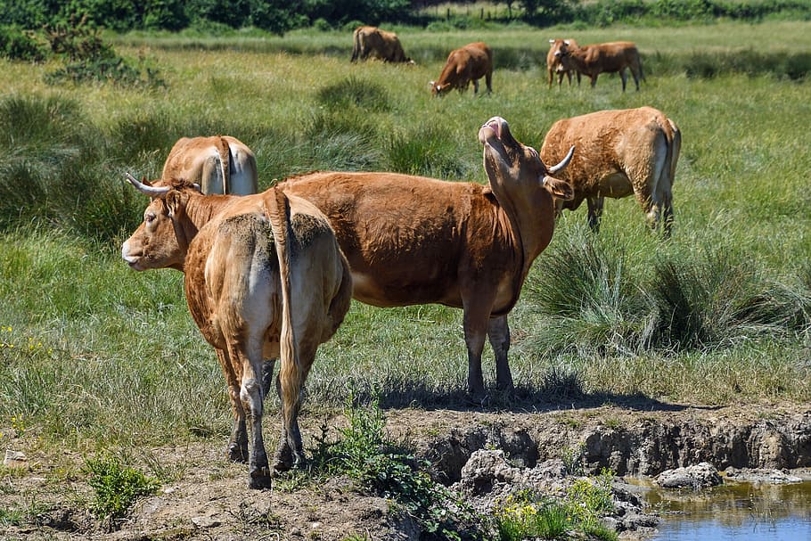 Cow, Limousine, Rousse, Field, grass, animal wildlife, animals in the wild HD wallpaper