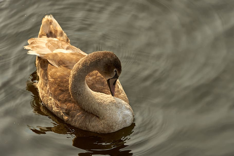 swan, cygnet, young, swan young, water bird, schwimmvogel, animal HD wallpaper