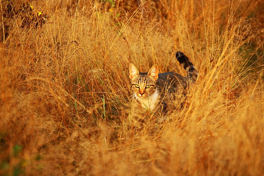 cat, kitten, mieze, mackerel, tiger cat, domestic cat, grass HD wallpaper
