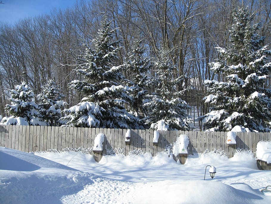 fence, woods, season, white, cold, ice, snow, winter, frost HD wallpaper