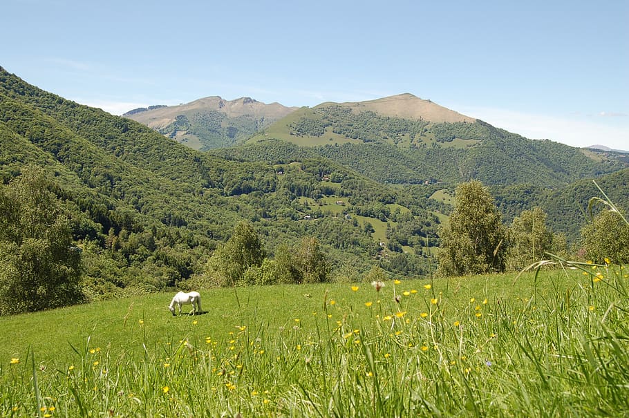 pasture, mountain, nature, horse, prato, green, sky, landscape HD wallpaper