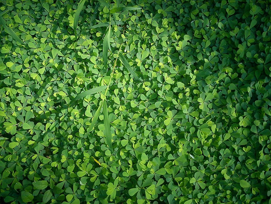 clover, grass, green, dew, wet, plant, meadow, garden, lawn HD wallpaper