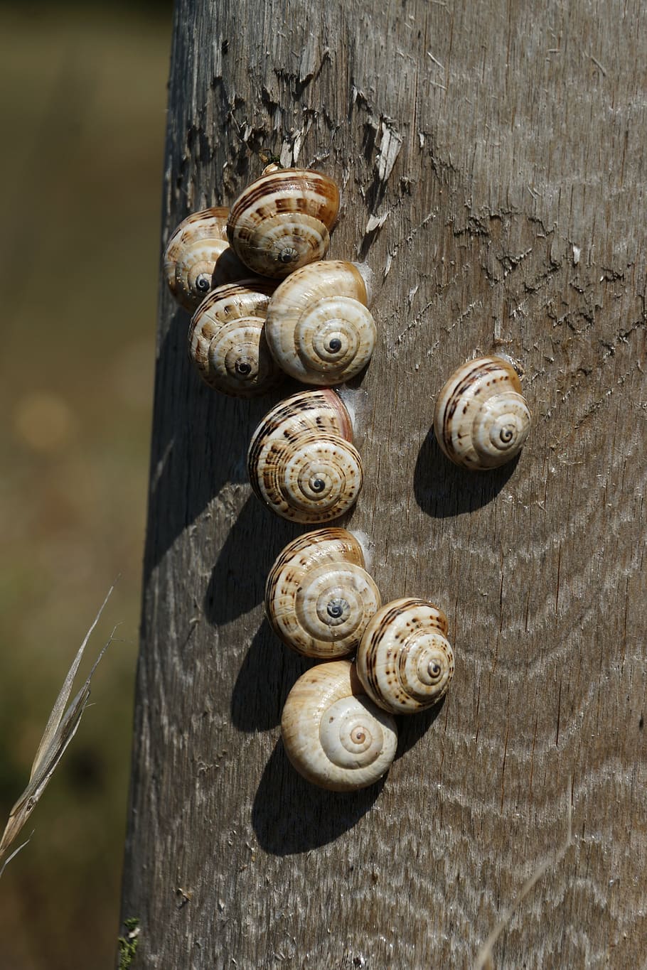 snails, shell, group, nature, spiral, wood - material, animal wildlife HD wallpaper