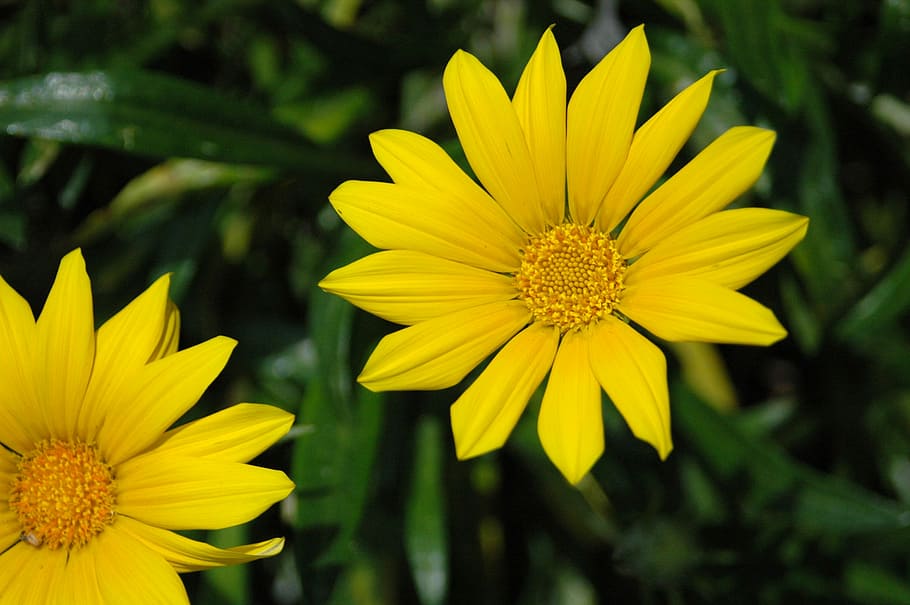 Daisy, Flower, Flora, Bloom, Blossom, garden, yellow, petal HD wallpaper