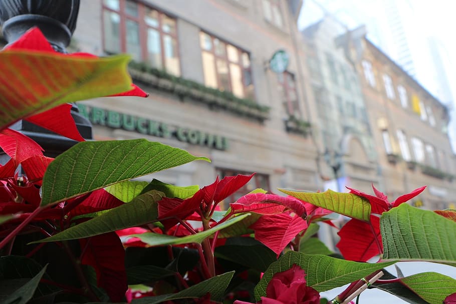 colored leaves, wuhan, han jie, architecture, building exterior HD wallpaper