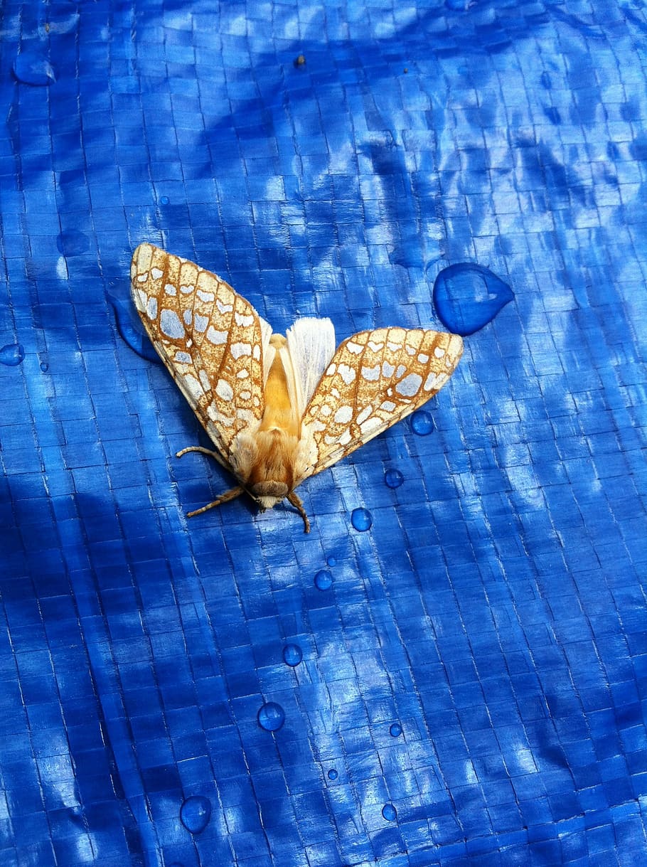 moth, gold, yellow, insect, bug, wings, white, animal, nature HD wallpaper