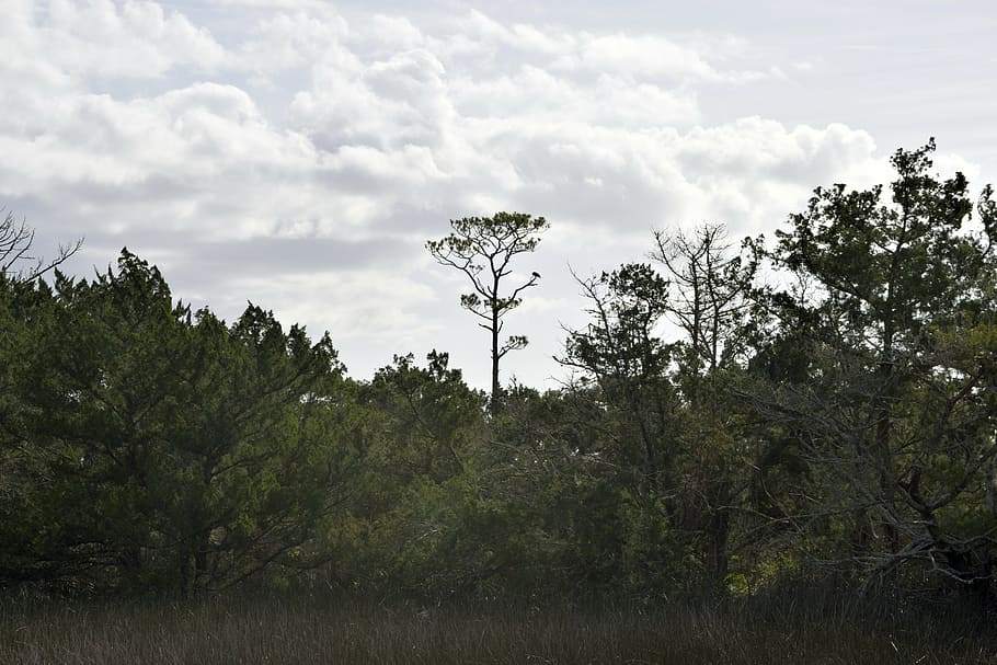 florida, marsh, wetland, swamp, landscape, outdoors, nature HD wallpaper