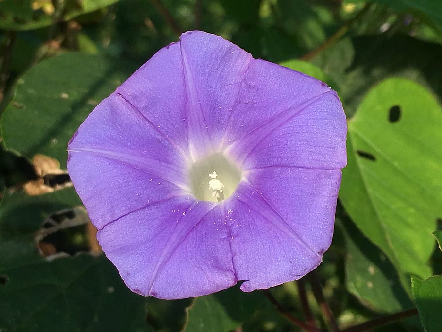 morning glory, blue, flower, purple, garden, green, colorful HD wallpaper