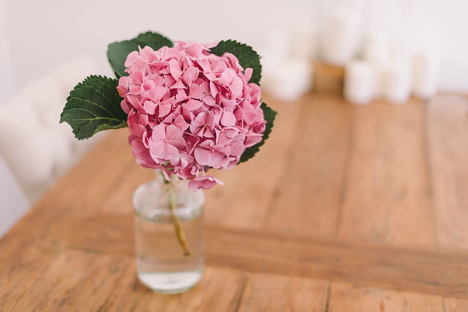 flower, pink, petal, bloom, garden, plant, nature, autumn, fall HD wallpaper
