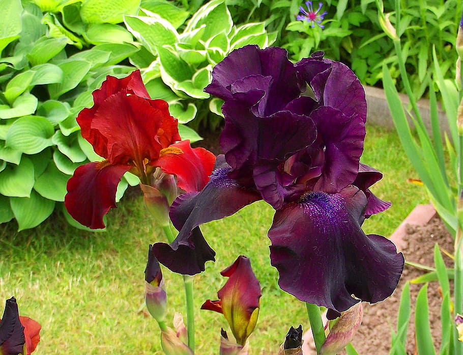 Iris, Garden, Flower, Blossom, Bloom, floral, spring, petal HD wallpaper
