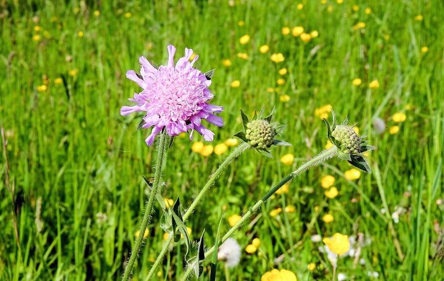 Plant, Blossom, Bloom, Flowers, Purple, pointed flower, spring HD wallpaper