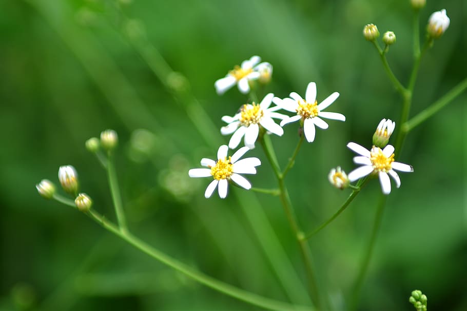 flowers, botanical garden, nature, flowering plant, fragility HD wallpaper