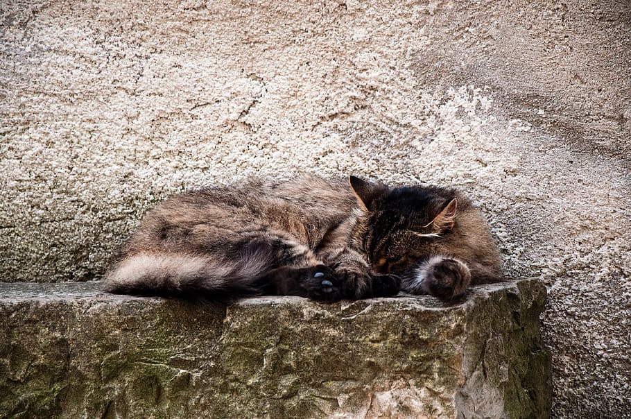 Cat, Animal, Borgo, animal wildlife, animals in the wild, no people HD wallpaper