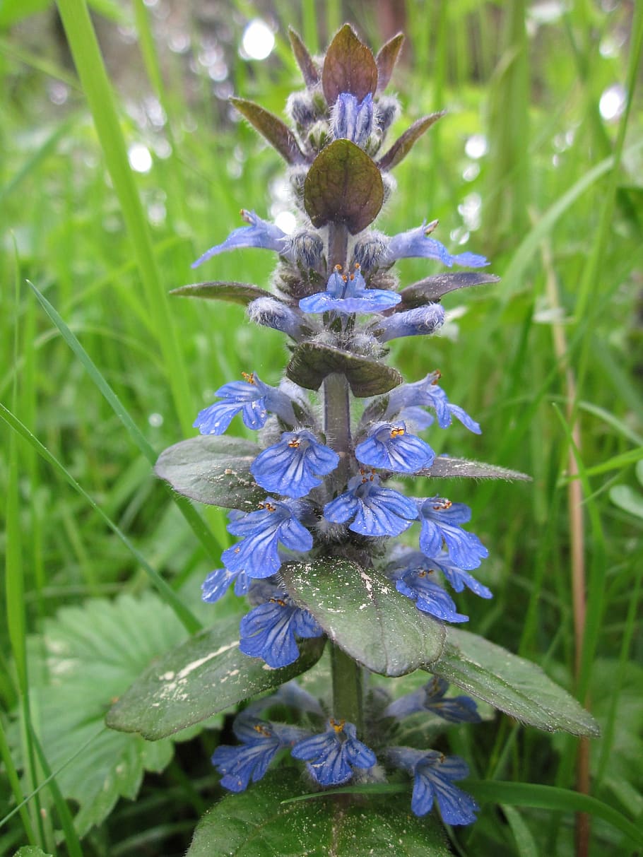 Ajuga Reptans, Blue Bugle, bugleherb, bugleweed, carpetweed HD wallpaper