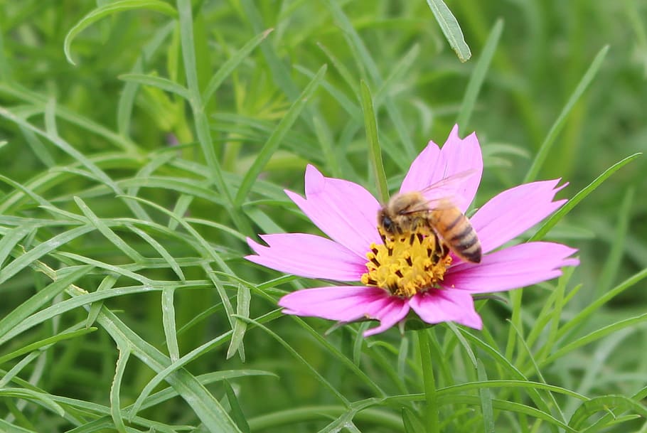 gesanghua, flowers, views, close-up, bee, flowering plant, beauty in nature HD wallpaper