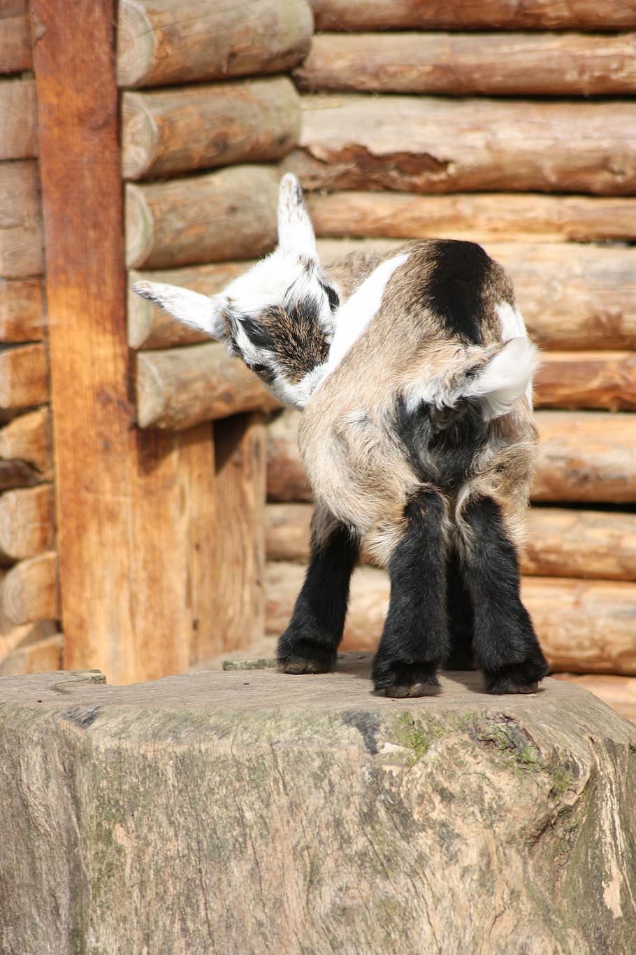 Baby, Goat, Animal, Small, baby goat, one animal, animal themes HD wallpaper
