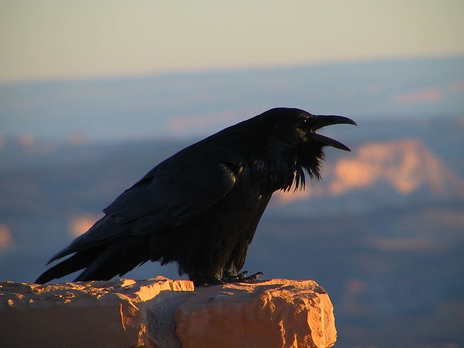 shallow focus photography of crow, raven, blackbird, corvus HD wallpaper