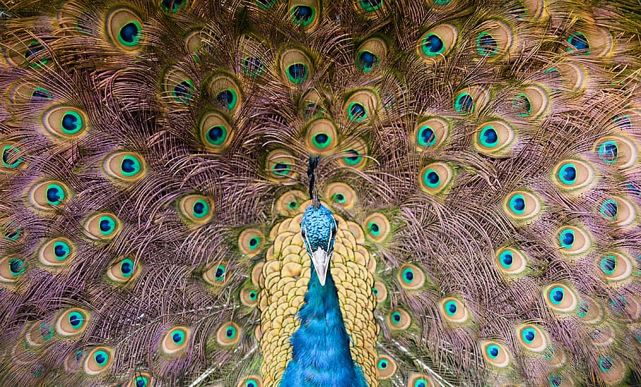 peacock, feather, peacock feather, animal themes, bird, animal wildlife HD wallpaper