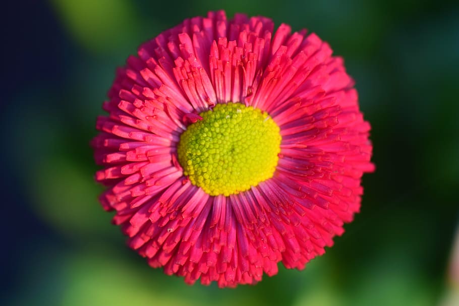 daisy, red, flower, blossom, bloom, plant, color, spring, colorful HD wallpaper