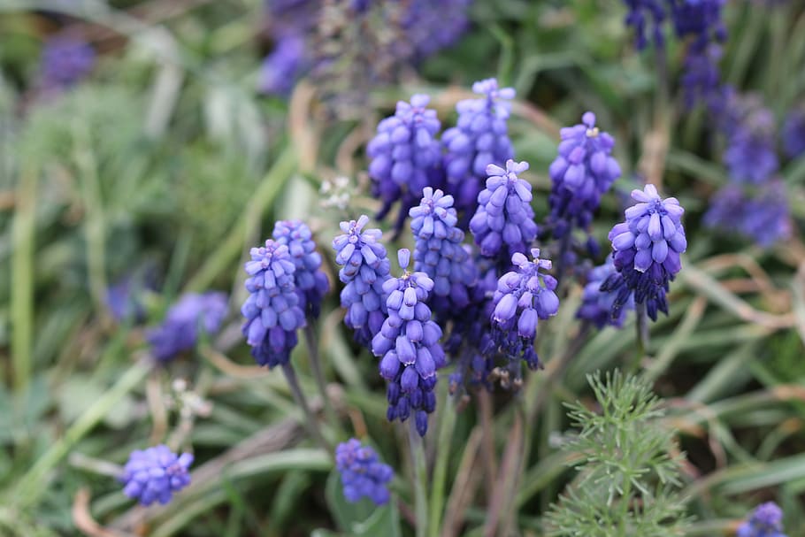 Purple, Hyacinth, Macro, Nature, flower picture, turkey, spring HD wallpaper