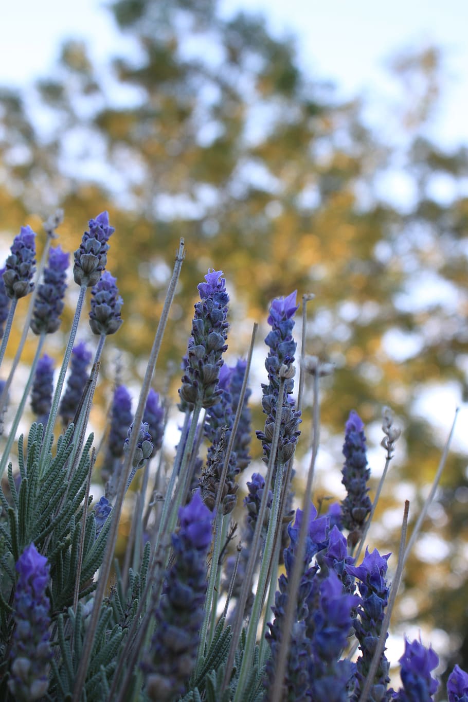 lavender, plant, lavender flower, aromatic, purple, true lavender HD wallpaper
