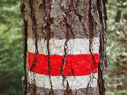 log, trail, path, away, hiking, tree, migratory character, waymarks HD wallpaper