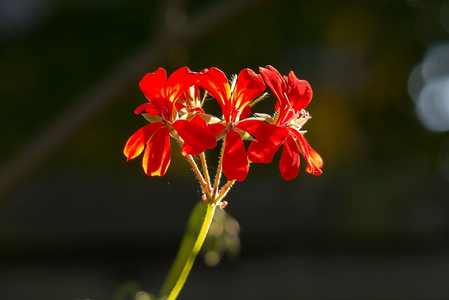 geranium, flower, blossom, bloom, ornamental plant, balcony plant HD wallpaper