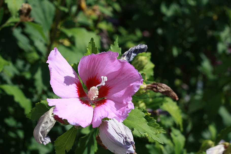 hibiscus, blossom, bloom, hibiscus flower, purple, stamp, nature HD wallpaper