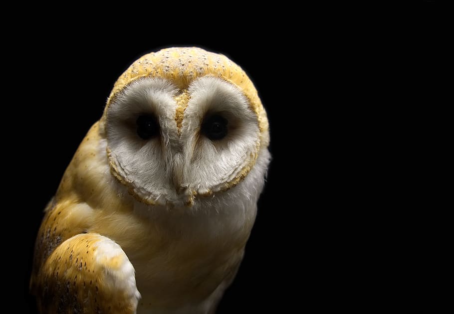 macro photography of brown and white owl, barn, barn owl, bird