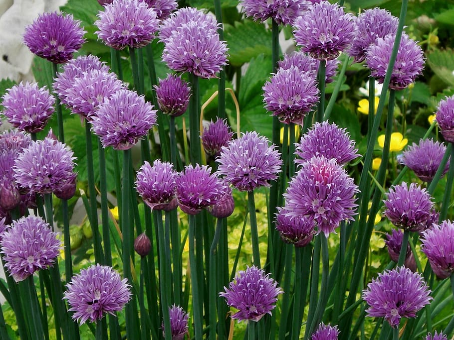 chives, bloom, purple, nature, plant, flower, summer, close-up HD wallpaper