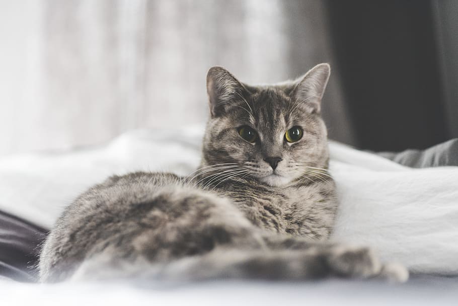 silver tabby cat, kitten, pet, animal, blur, bedroom, domestic cat HD wallpaper
