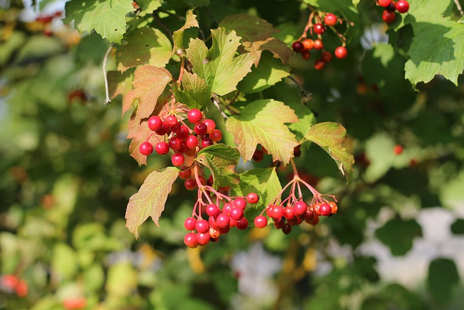 viburnum, autumn, red, nature, golden autumn, bright, fruit HD wallpaper