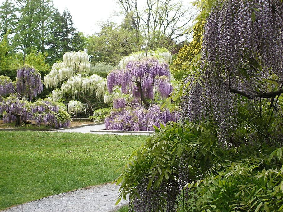 landscape photo of trees, Flowers, Wisteria, Spring, Blooming HD wallpaper