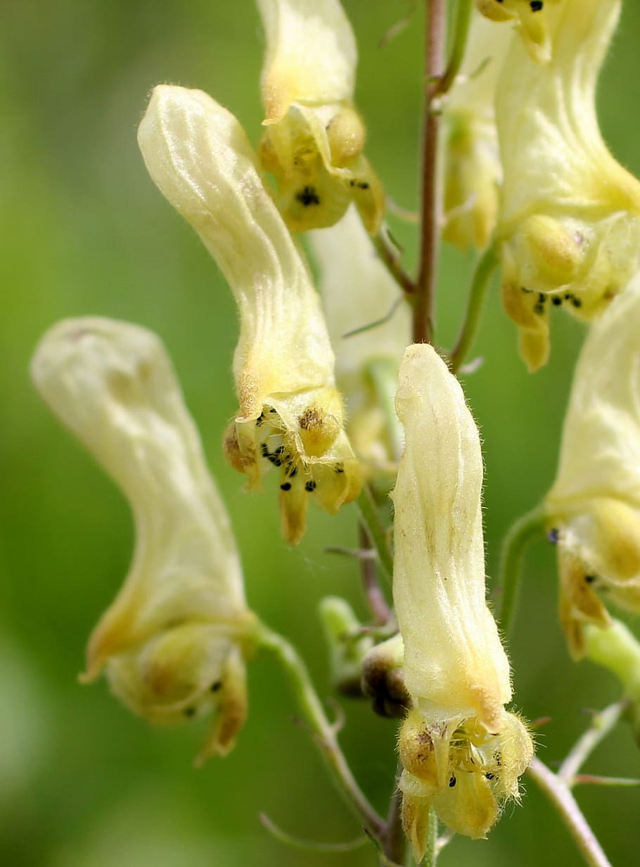 wolf eisenhut, yellow, blossom, bloom, plant, flower, alpine flower HD wallpaper