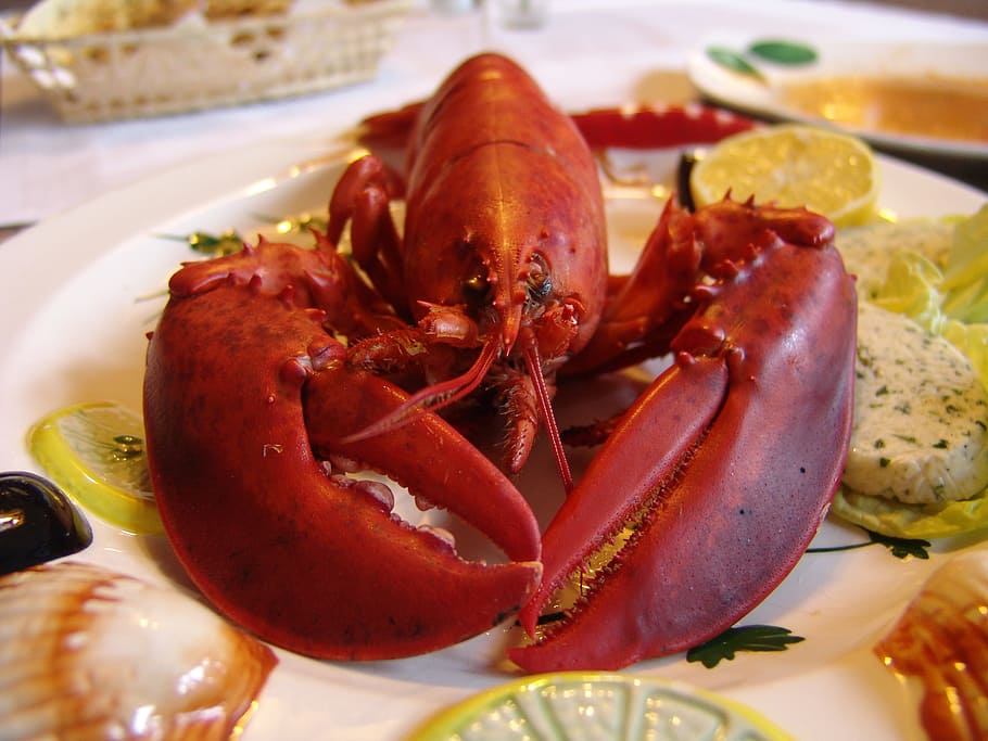 cooked lobster on white plate, Eat, Gourmet, seafood, crustacean HD wallpaper
