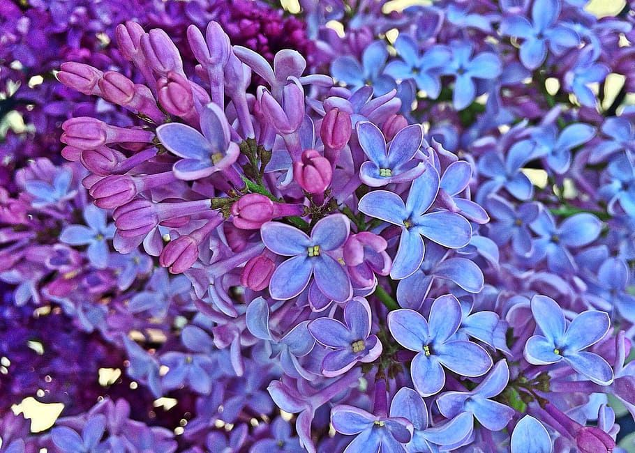 spring, lilac, flowers, bloom, flowering plant, freshness, beauty in nature HD wallpaper