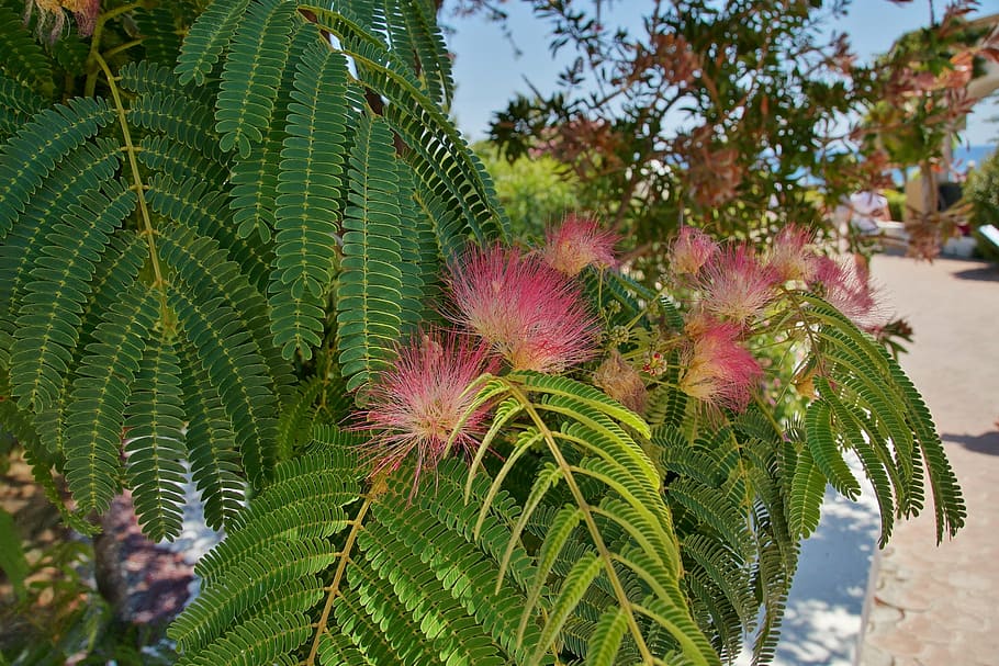 flower, flowering tree, pink flower, exotic, the mediterranean HD wallpaper