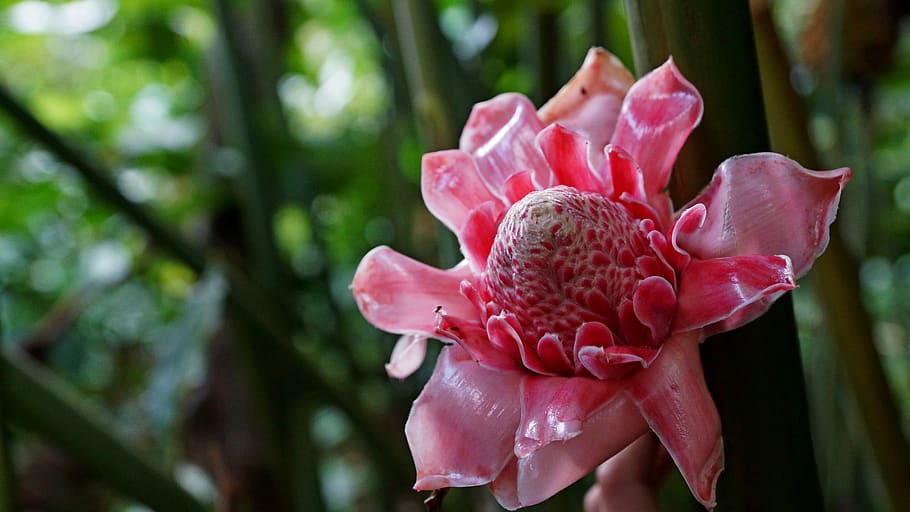 bali, flower, plant, nature, leaf, flowering plant, freshness HD wallpaper