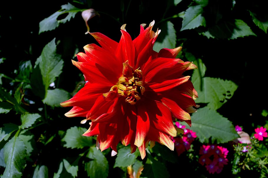 flower, red, petals, nature, floral, plant, blossom, leaf, summer HD wallpaper